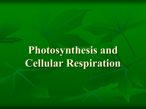 Photosynthesis and Cell Respiration Notes