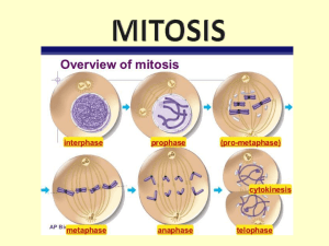 Mrs Ingrams Mitosis quiz power point review