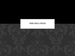 The Cell cycle