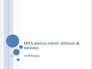 DNA replication: mitosis & meiosis