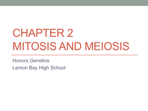Mitosis Powerpoint - Lemon Bay High School
