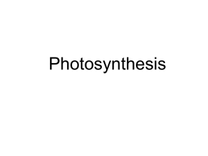 The Reactions of Photosynthesis