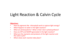 Ch. 8.2 & 8.3 Light Reaction & Calvin Cycle