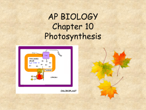 Photosynthesis review - local.brookings.k12.sd.us
