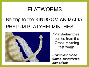 flatworms - Lab Zoology