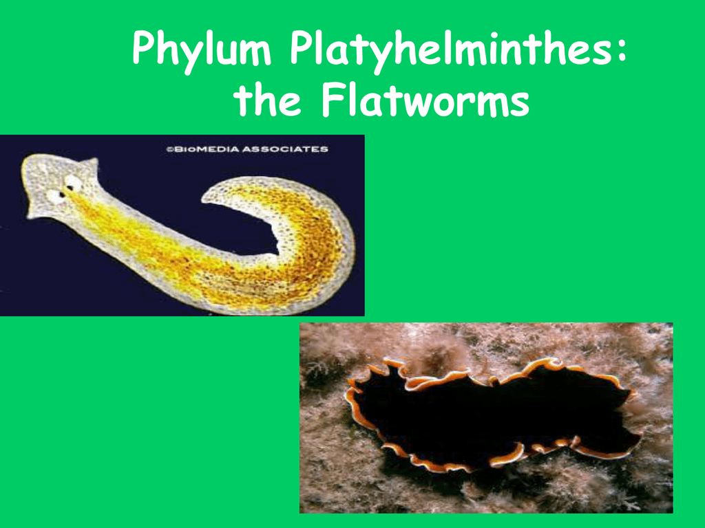 platyhelminthes 3 exemple)