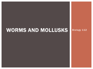 worms_and_mollusks_0
