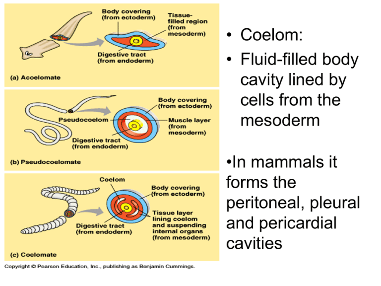 platyhelminthes coelomates