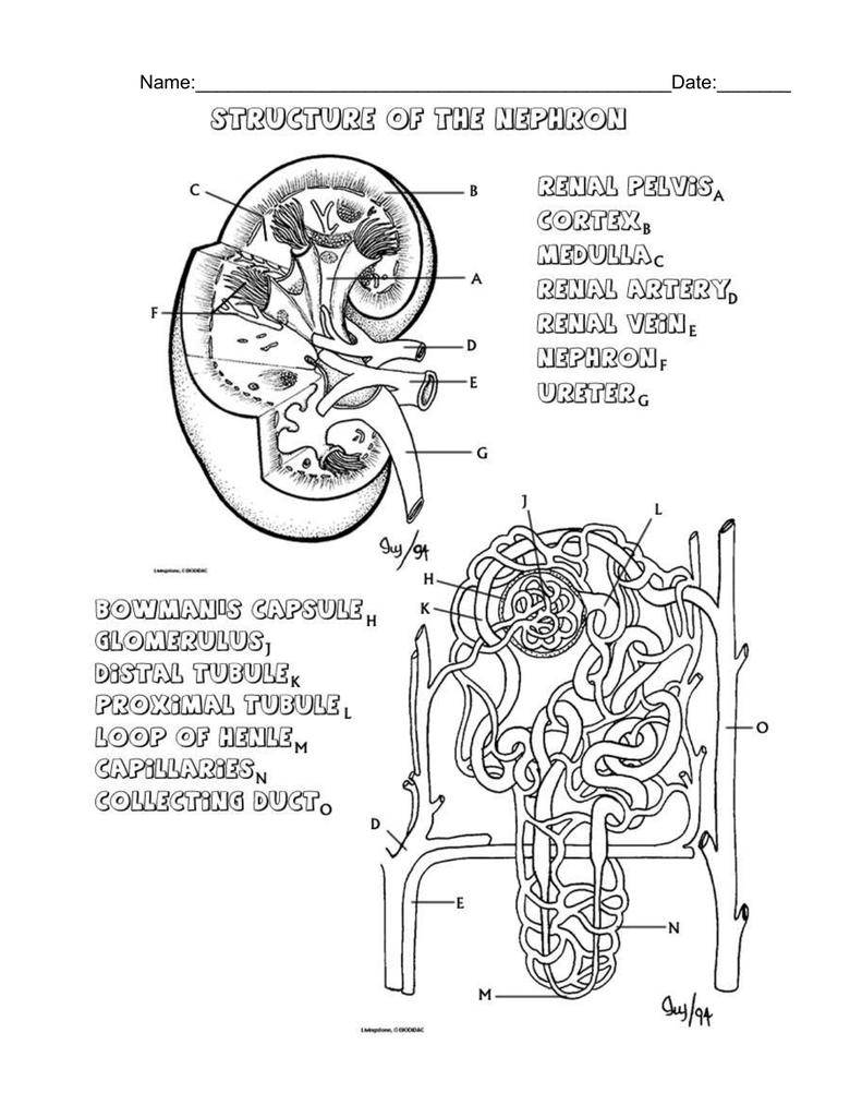 Intro To Urinary System Worksheet