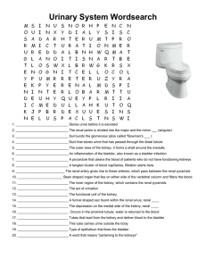 Urinary System Wordsearch