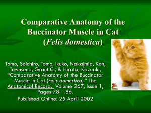Comparative Anatomy of the Buccinator Muscle in Cat (Felis