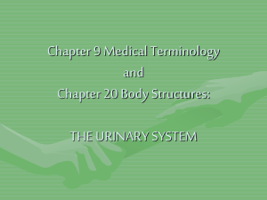 CHAPTER 9: THE URINARY SYSTEM