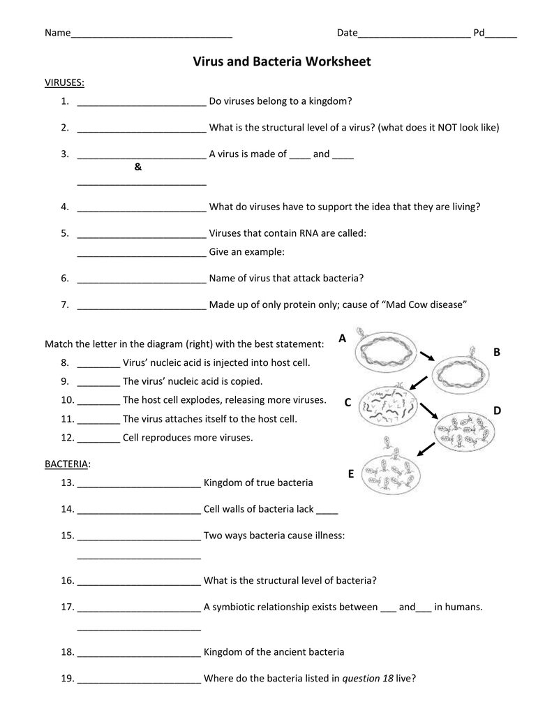 Virus and Bacteria worksheet With Regard To Virus And Bacteria Worksheet Answers