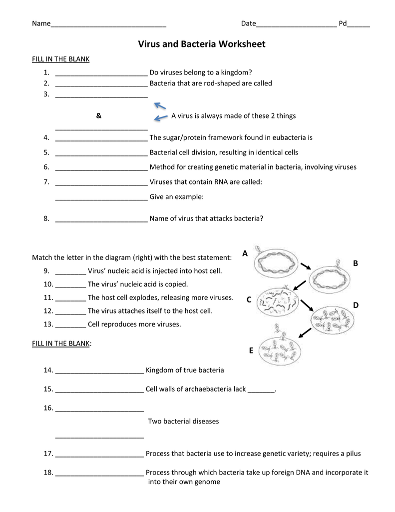 Virus and Bacteria Worksheet Inside Virus And Bacteria Worksheet