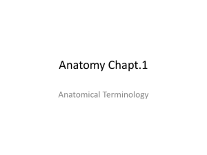 Anatomy Chapt.1 - YISS-Anatomy2010-11