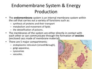 Endomembrane System & Energy Production