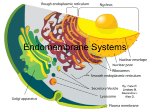 Endomembrane Systems