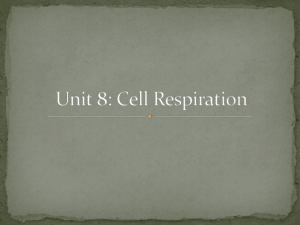 Unit 8: Cell Respiration