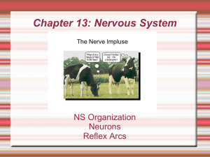 Chapter 11: Nervous System
