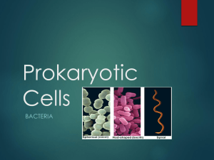 Prokaryotic Cells