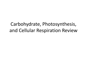 Carbohydrate, Photosynthesis, and Cellular Respiration Review