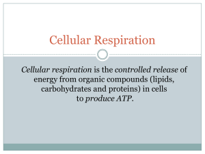 Cellular respiration - Mr Hartan's Science Class