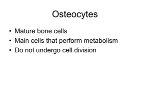 Osteocytes - tayloekrhs