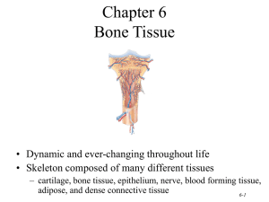 Chapter 6 Bone Tissue