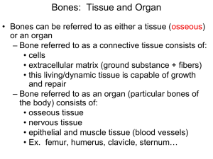 Function of Bones
