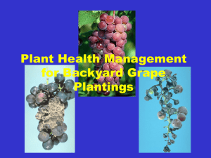 Plant Health Management for Backyard Strawberries
