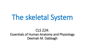 The skeletal System