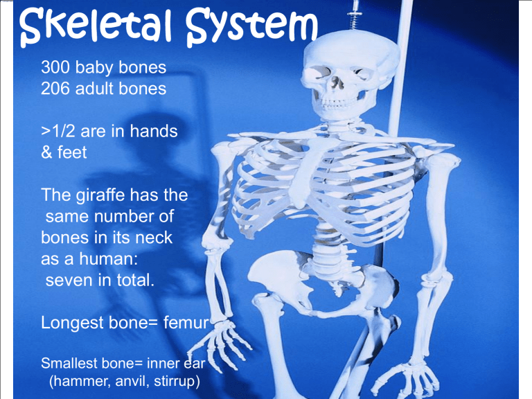 Skeletal System Review