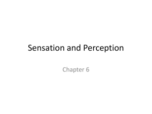 Sensation and Perception