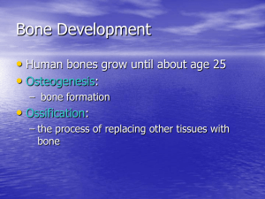 Chapter 6: Osseous Tissue and Bone Structure