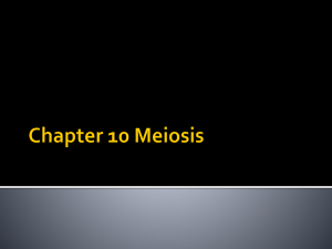 Chapter 10 Meiosis