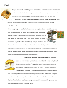 Fungi - TeacherWeb