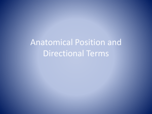 Anatomical Position and Movements