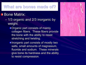 Microscopic Bone Anatomy