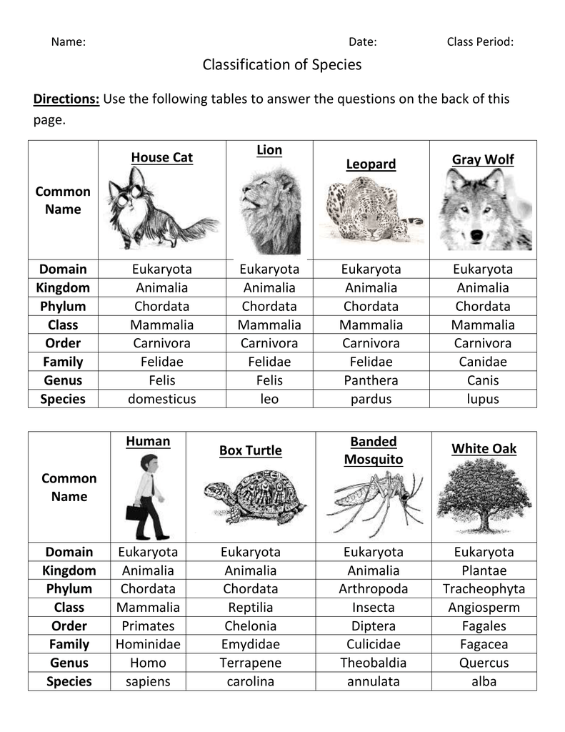 Chordata Taxonomy Chart