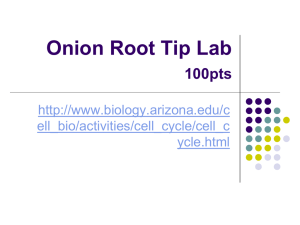 Onion Root Tip Lab