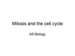 Mitosis and the cell cycle