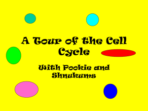 A Tour of the Cell Cycle