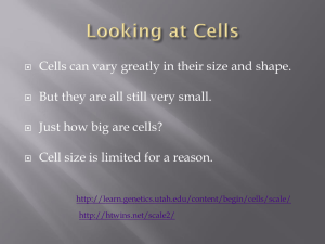 Why Are cells so small?