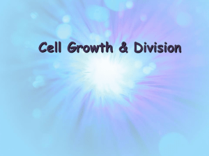 cell cycle and mitosis powerpoint 2015