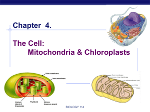 Chapter 7. The Cell: Mitochondria & Chloroplasts
