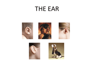 The Ear Presentation The Ear
