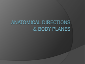 Anatomical Directions & Body Planes Abduction
