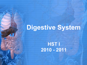 Digestive System - Practicum-Health-II-2011-2012