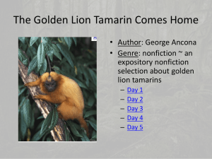 The Golden Lion Tamarin Comes Home