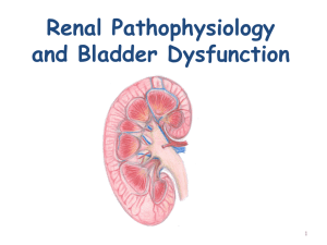 Renal II: Renal Failure and Bladder Function